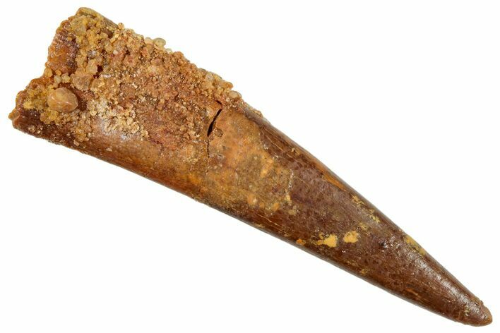 Huge, Fossil Pterosaur (Siroccopteryx) Tooth - Morocco #259801